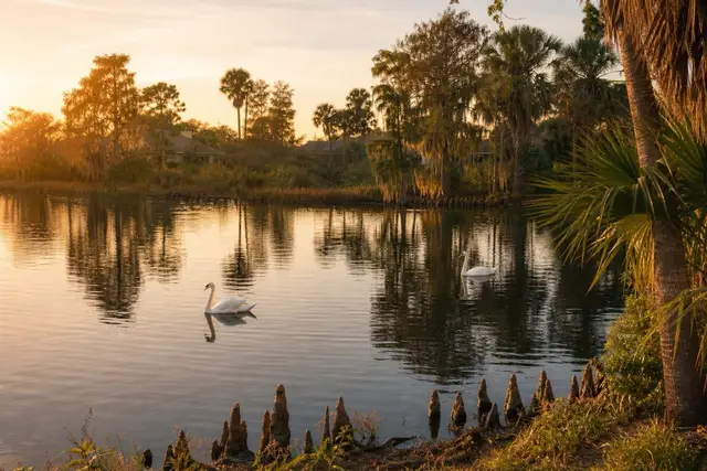 Swans on a Central Florida lake at golden hour, ringed by palms and cypress