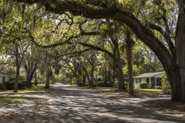 Quiet Lakeland residential street under a canopy of live oaks with Spanish moss